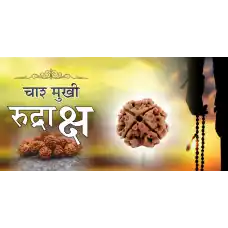 4 Mukhi Rudraksh (6.0)